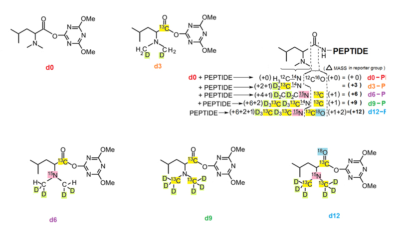 idileu structure